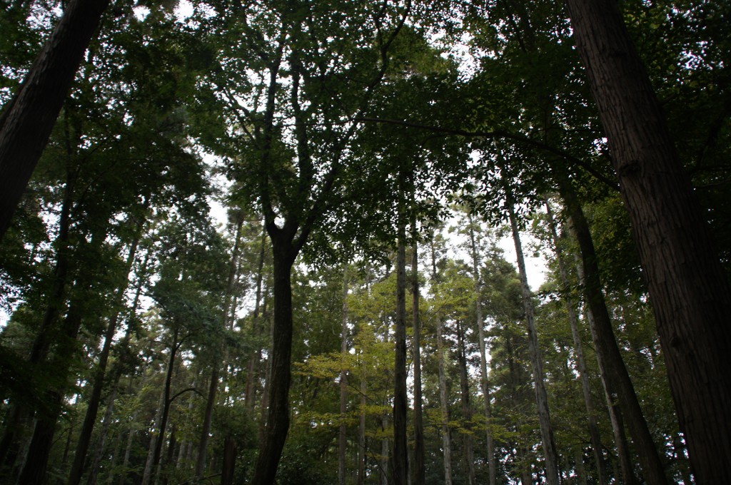 鬱蒼と茂る千葉の森林